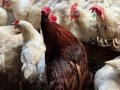 Кокошки бял легхорн, снимка 2
