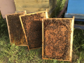 Пчелни отводки, снимка 1 - Пчелни продукти - 44738023