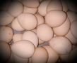 Яйца от свободно отглеждани гвинейски птици ограничено количество  