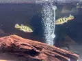 цихли peacock bass, снимка 2