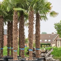 Студоустойчиви палми трахикарпус, снимка 4 - Градински цветя и растения - 42041111