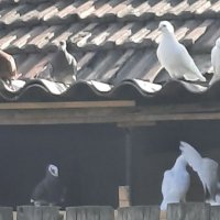 Бели гълъби за сватби,балове кръщенета,юбилеи и др поводи , снимка 2 - Декорация - 34324444