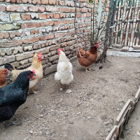 Яйца , снимка 3 - Кокошки и пуйки - 44566609