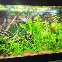 Растения за аквариум и езеро , имам излишни стартирани аквариуми., снимка 14 - Други - 40840532