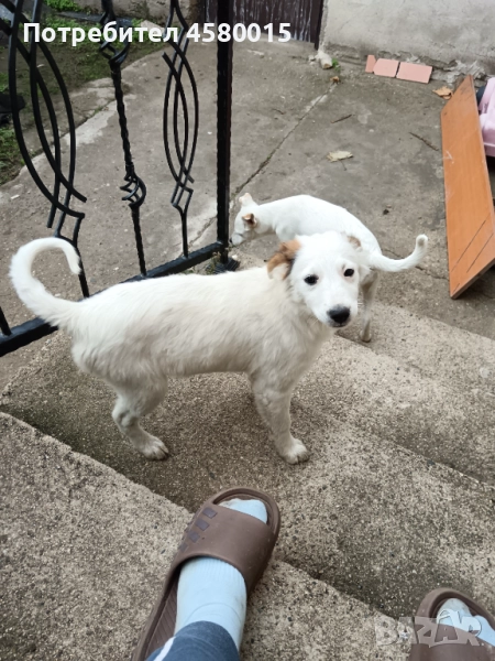 Кученца, снимка 1