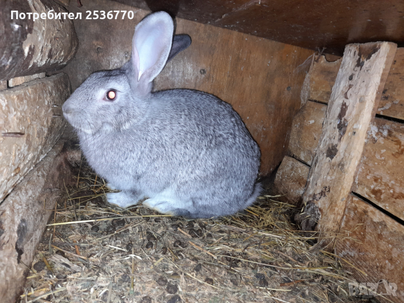 продавам заици от 2 до 6 месечна както и прясно заешко месо, снимка 1