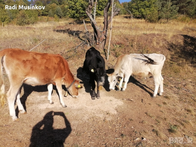 Теле, снимка 1