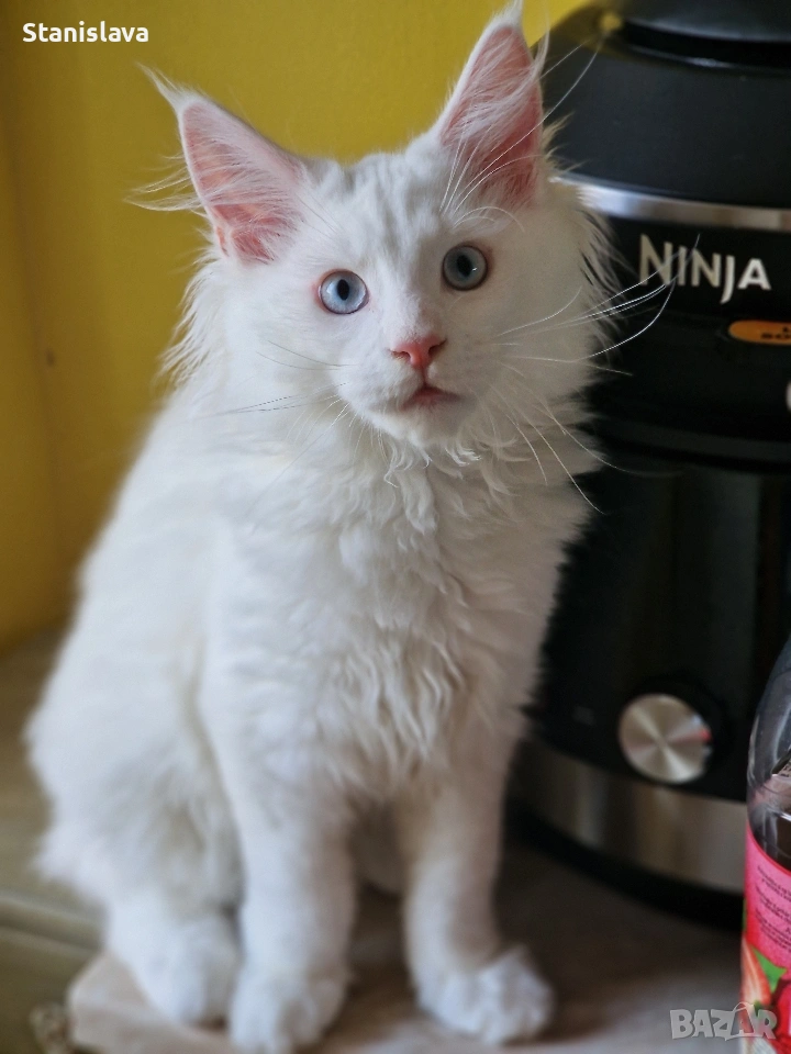 котенца Мейн Куун, снимка 1