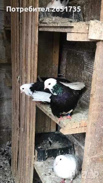 Гълаби, снимка 1