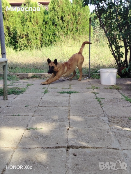 Белгийска овчарка, снимка 1