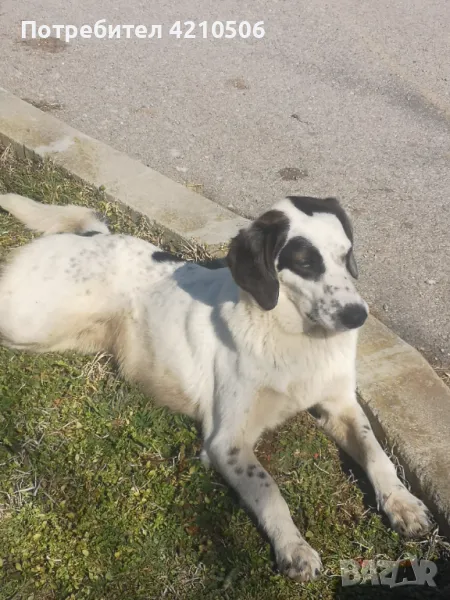 Подарявам  куче на 10м. , снимка 1