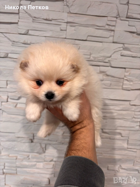Померан, снимка 1