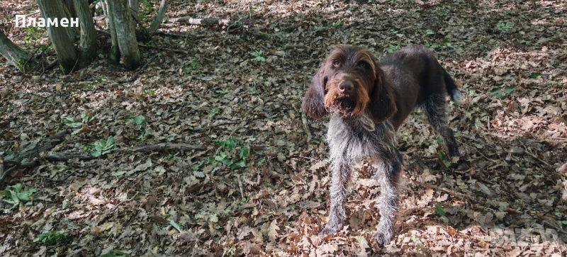 дратхаар на 2 години , снимка 1