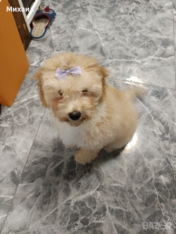 Пудел, снимка 1