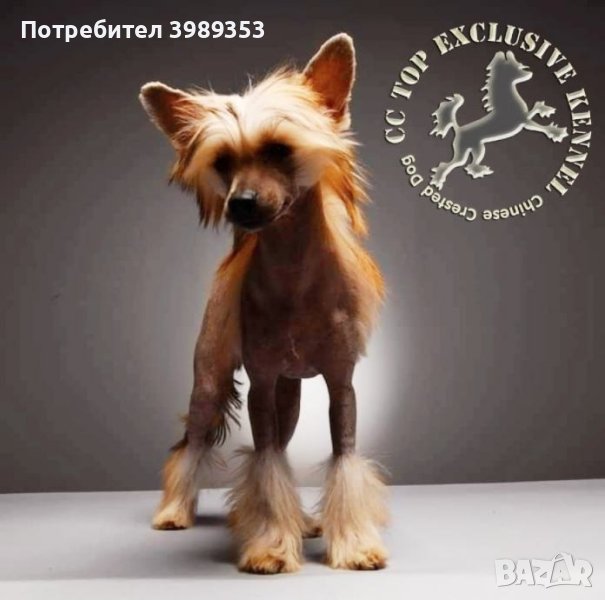 Китайско качулато куче - FCI родословие, снимка 1