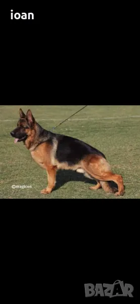 Обучени Елитни немски Овчарки , снимка 1