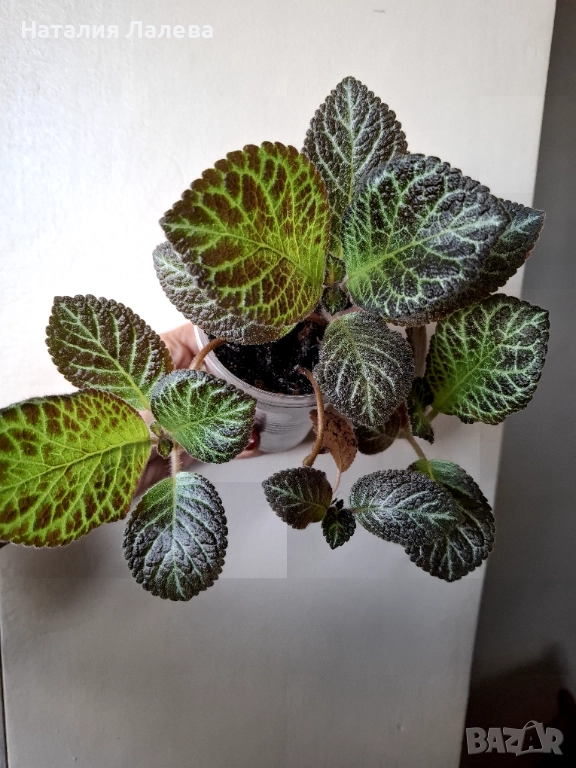 Еписция, episcia Silver dust, снимка 1