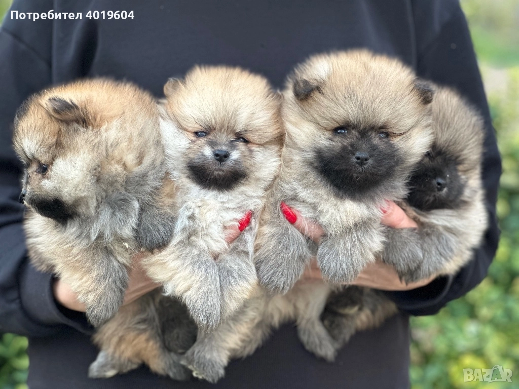 Померан померанчета, снимка 1