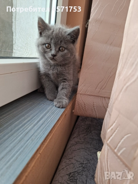 Готови сме за ново семейство, снимка 1