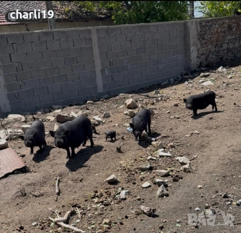 Виетнамски прасета, снимка 4 - Прасета - 52557800