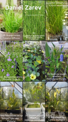 Продавам водни лилии, езерни растения и цветя. Тор за растения., снимка 8 - Градински цветя и растения - 28830827