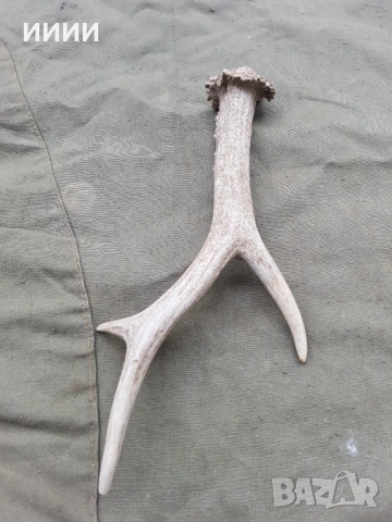 Рог от сръндак 2