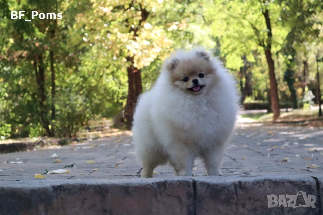 Уникално момиченце померан с родословие FCI, снимка 7 - Померан - 50219721