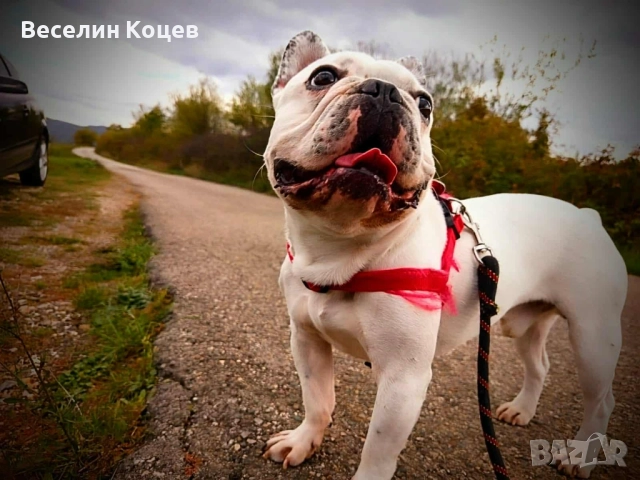 Мъжки френски булдог си търси женска , снимка 2 - Френски булдог - 52517049