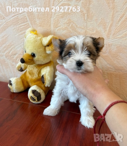 Бивер йоркширски териер, снимка 4 - Йоркширски териер - 52475821