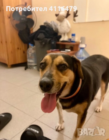 Куче в спешна нужда от нов дом, снимка 3 - Други - 52942967