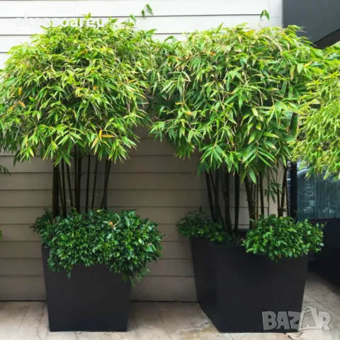 100 висококачествени семена Студоустойчив черен бамбук от САЩ за Декорация на дома и Градината , снимка 18 - Сортови семена и луковици - 49727476