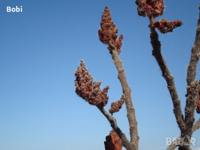 Sony Cyber-shot DSC-W80 , снимка 6 - Фотоапарати - 53864552