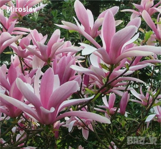 Магнолия 5-вида, снимка 8 - Градински цветя и растения - 41485116