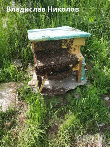 ЕвоРой - примамка за пчелни рояци, снимка 9 - За пчели - 45206919