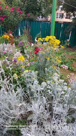 Продавам семена Сенецио/Цинерария , снимка 6 - Сортови семена и луковици - 41612963