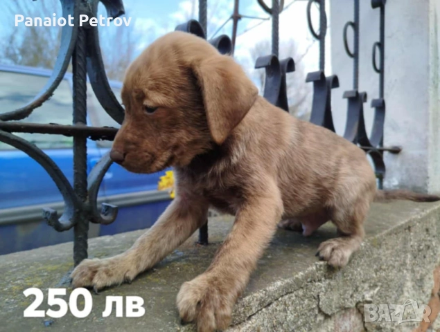 Продавам малки питбули , снимка 3 - Питбул - 52346662