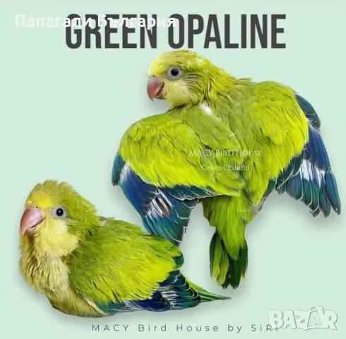 Чифт  Папагали Монах, снимка 9 - Папагали - 48699981