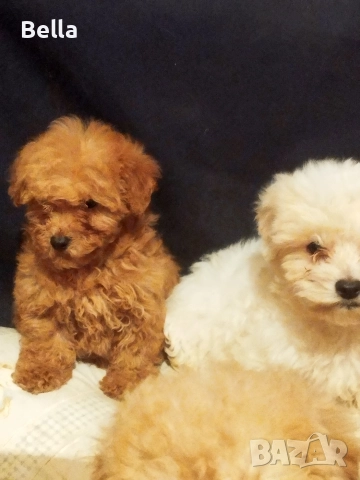 Малтипу , снимка 2 - Пудели - 52968407