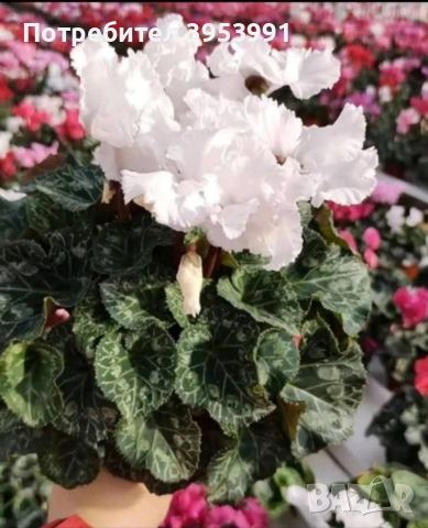 Циклама от микс цветове , снимка 2 - Градински цветя и растения - 53575610