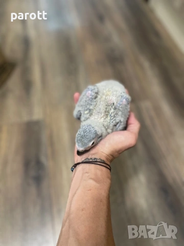 Ръчно хранени папагали Жако, снимка 4 - Папагали - 53004858