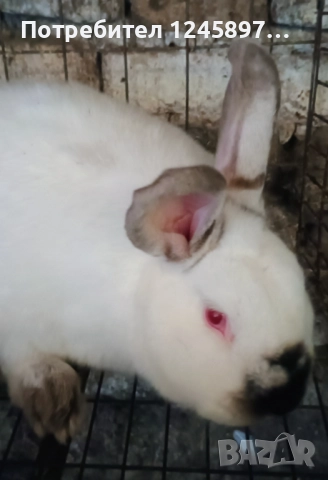 Зайци Цика и калифорнийски 5.бр общо, снимка 4 - Други - 52663066