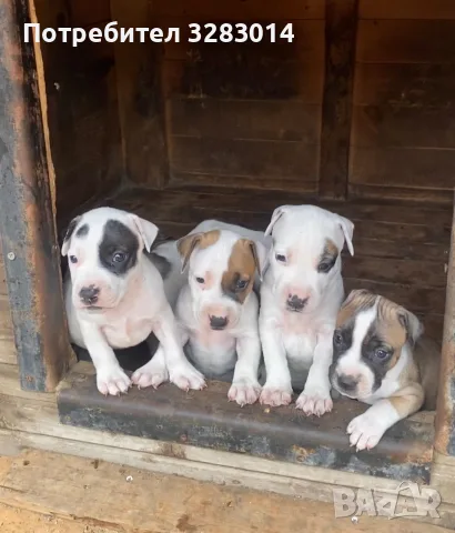 Питбул. Pitbull, снимка 3 - Питбул - 55890966
