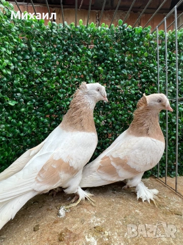 Мардини/ Турски, снимка 3 - Гълъби - 53406807