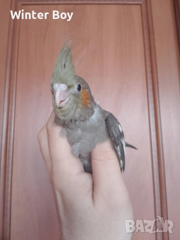 Бебе 3 папагал мъжки корела корели , снимка 9 - Папагали - 53439052