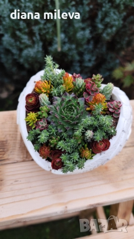 Гипсокерамични крила с формата на сърце и с живи студоустойчиви сукуленти!, снимка 3 - Декорация за дома - 52435989