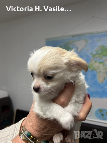 Чихуахуа дългокосместо , снимка 5 - Чихуахуа - 52669804