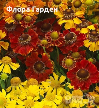 МНОГОГОДИШНИ ЦВЕТЯ - Коренища- ПРЕДВАРИТЕЛНИ ПОРЪЧКИ, снимка 17 - Градински цветя и растения - 53650042