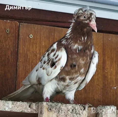 6 чифта чилести паламарски гълъби , снимка 2 - Гълъби - 56204674