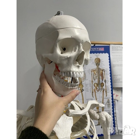 Макет на човешки скелет / Пластмасов анатомичен учебен скелет - 180 см, снимка 10 - Медицински консумативи - 53518464
