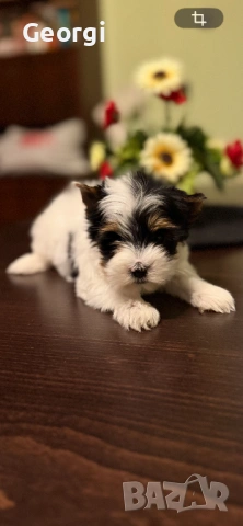 Бивер Йоркширски териер Йорки, снимка 9 - Йоркширски териер - 53422840